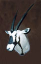 Oryx